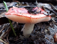 Russula persanguinea