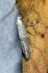 Epermenia cicutaella