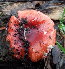 Russula persanguinea