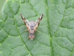 Tephritis vespertina