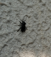 Psallidium