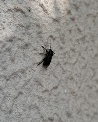 Psallidium