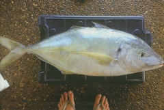 Pseudocaranx