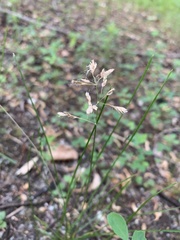 Poa paludigena