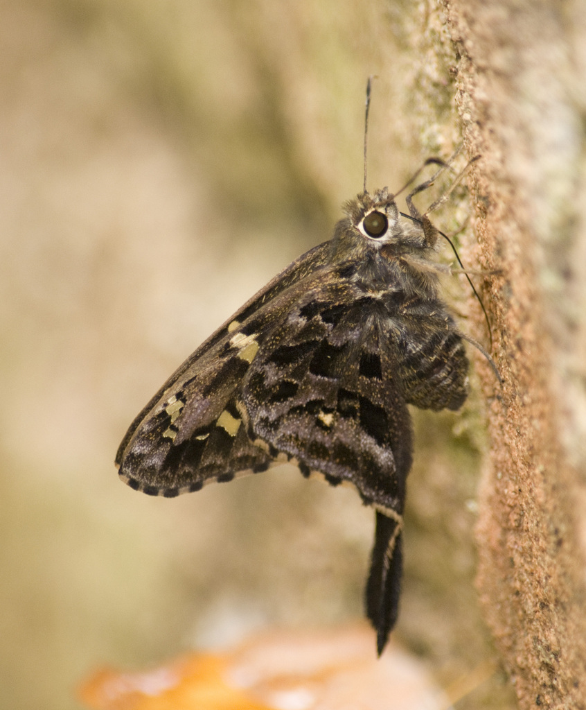 Codatractus aminias