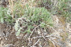 Artemisia campestris borealis