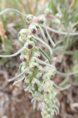 Artemisia campestris borealis