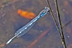 Enallagma recurvatum