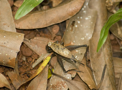Eneoptera surinamensis