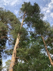 Pinus sylvestris sylvestris