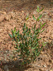 Alyxia buxifolia