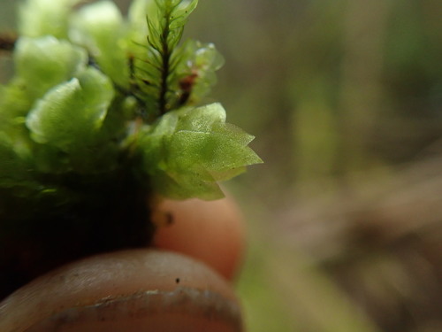 Image of Sharpleaf Hookeria Moss by no rights reserved