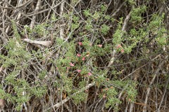 Prostanthera grylloana