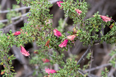 Prostanthera grylloana