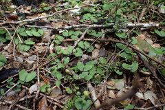 Corybas walliae