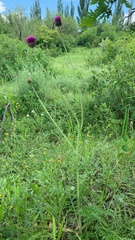 Carduus hamulosus