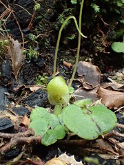 Corybas walliae
