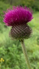 Carduus hamulosus