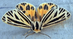 Apantesis virguncula