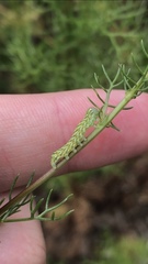 Cucullia chamomillae