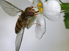 Episyrphus balteatus