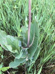 Asclepias amplexicaulis
