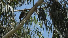 Colaptes melanochloros