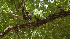 Colaptes melanochloros