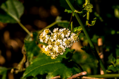 Microglossa mespilifolia