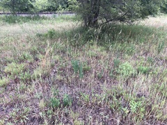 Hesperostipa spartea