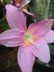 Zephyranthes rosea