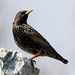 Starlings - Photo (c) Vitaliy Khustochka, some rights reserved (CC BY-NC)