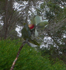 Eucalyptus macrocarpa