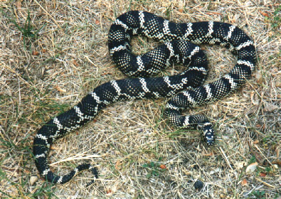 Eastern Kingsnake