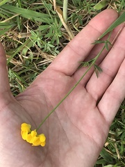 Lotus corniculatus