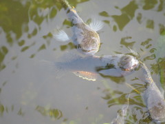 Dormitator maculatus