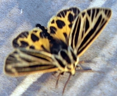 Apantesis virguncula