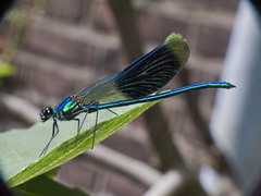 Calopteryx splendens