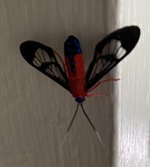 Cosmosoma myrodora