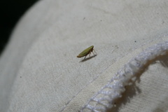 Sorhoanus orientalis