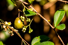 Putterlickia verrucosa