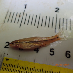 Notropis atrocaudalis