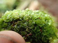 Riccardia chamedryfolia