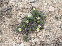 Erigeron grandiflorus