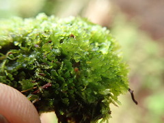 Riccardia chamedryfolia