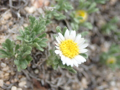Erigeron grandiflorus