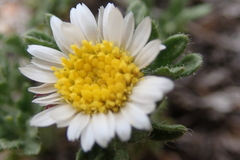 Erigeron grandiflorus