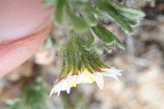 Erigeron grandiflorus