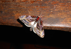 Hemicephalis