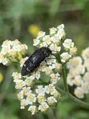 Acmaeoderella